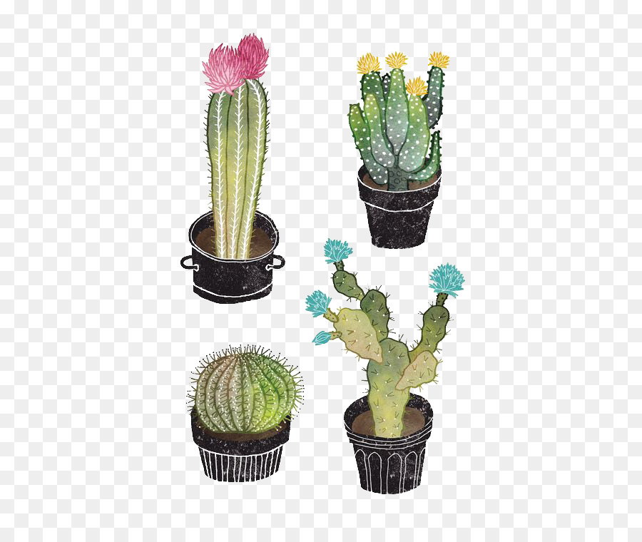 Cactaceae Dibujo Planta Suculenta Imagen Png Imagen Transparente