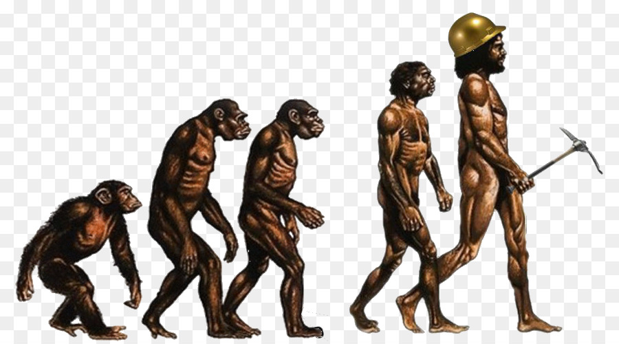 En El Origen De Las Especies La Evolución Humana Evolución imagen png