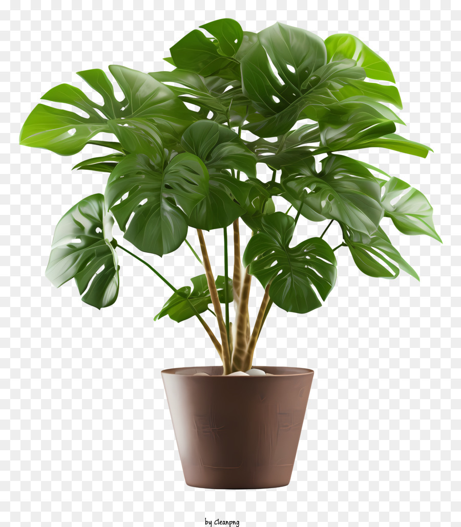 Planta En Maceta Grandes Hojas De Color Verde Bote Marr N Imagen Png