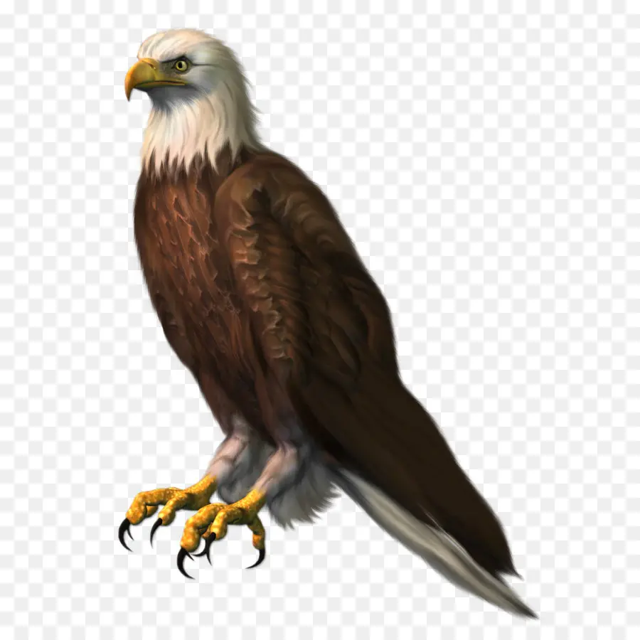 Calvo águila，Aves PNG