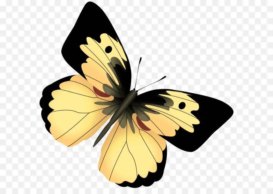 Papillon Perro，Mariposa PNG