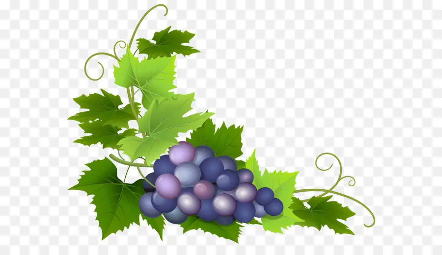 Vino，Vine De Uva Común PNG