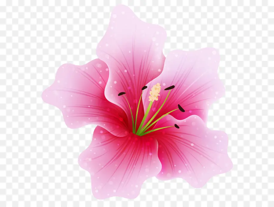 Flor Rosa，Florecer PNG