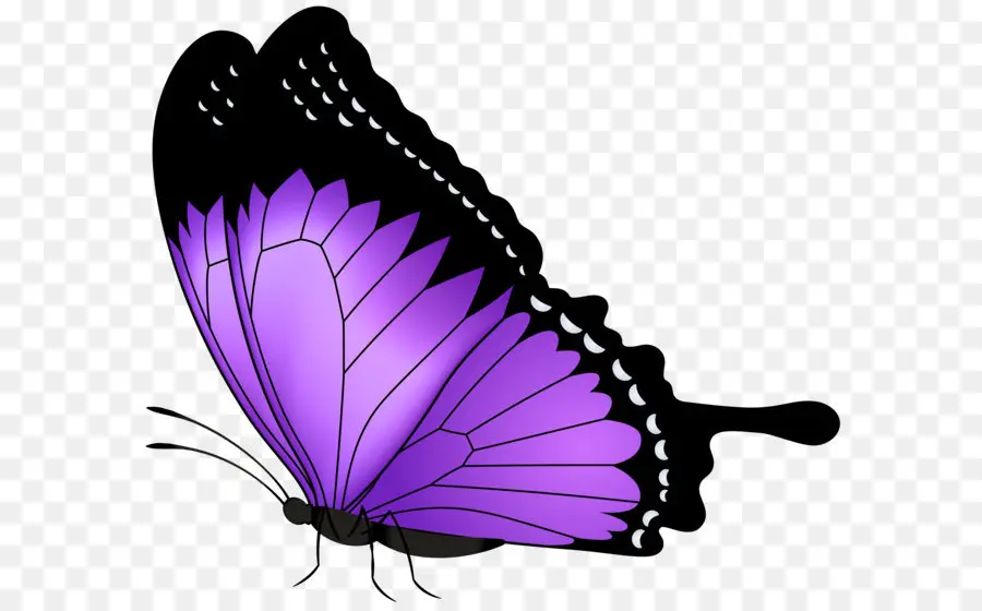 Mariposa，Púrpura PNG