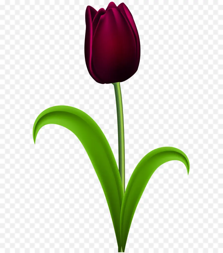 Tulip，De Escritorio Papel Tapiz PNG