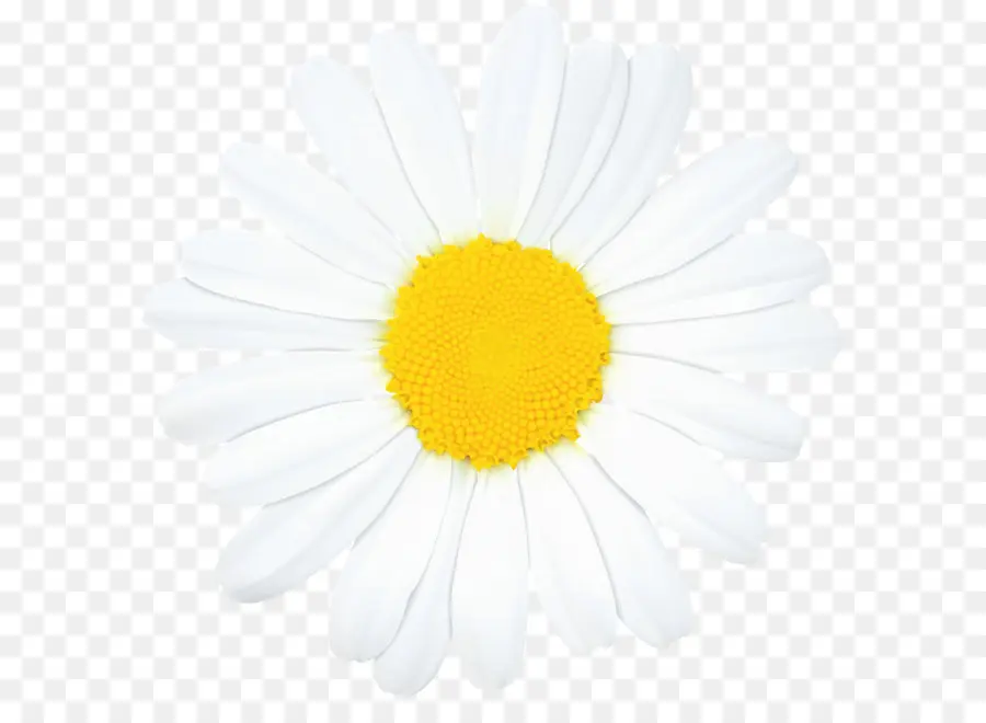 Romano Manzanilla，Speciosa Daisy PNG