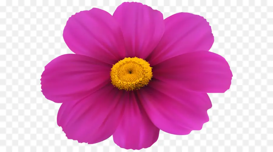 Flor，Magenta PNG