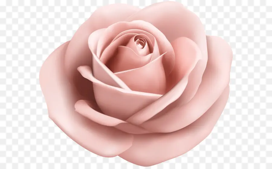 Rosa，Flor PNG