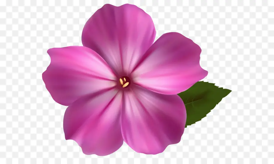 Flor，Color PNG