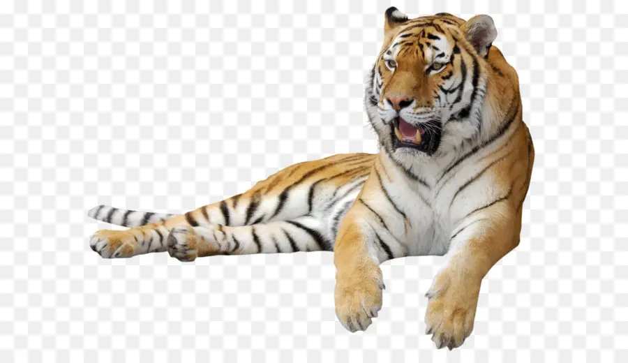 Tigre，Leopardo PNG