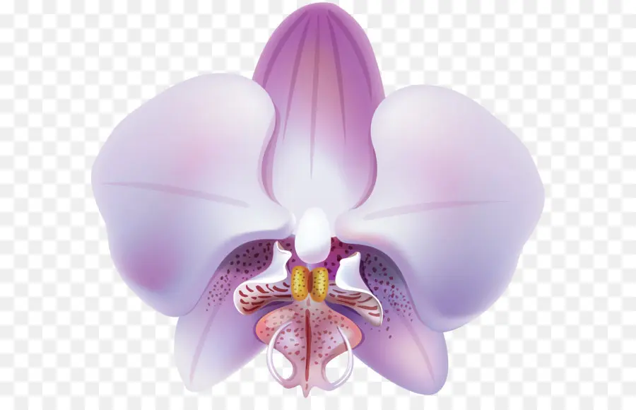 Orquídea，Púrpura PNG