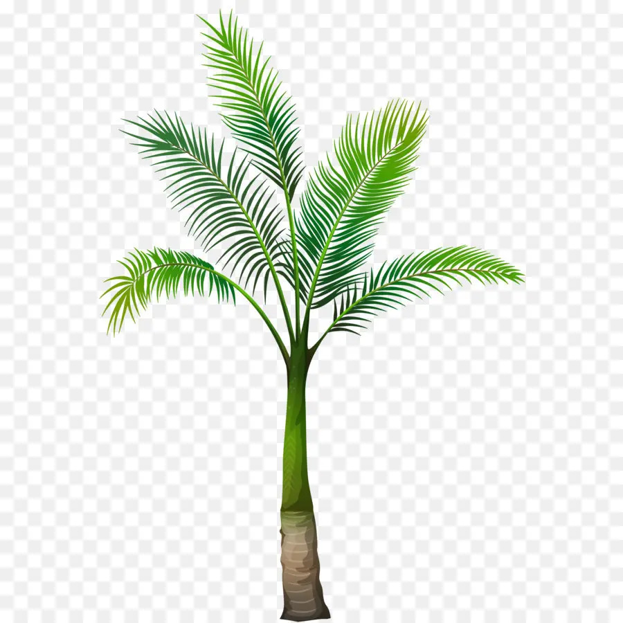 Arecaceae，Árbol PNG