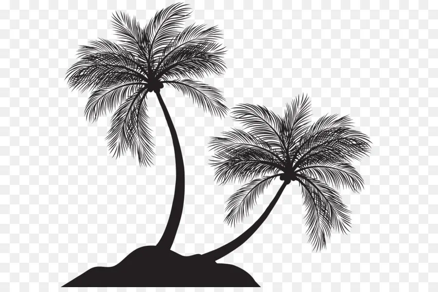 Arecaceae，Árbol PNG