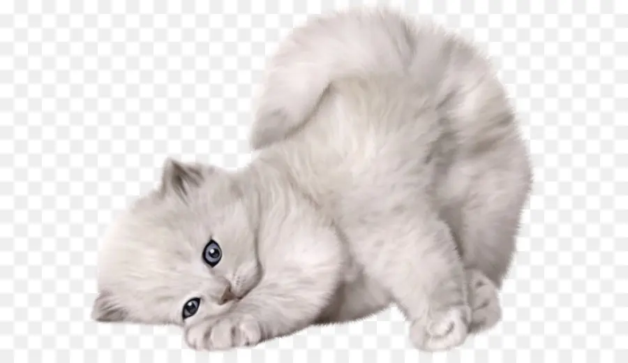 Persa Cat，Ragdoll PNG