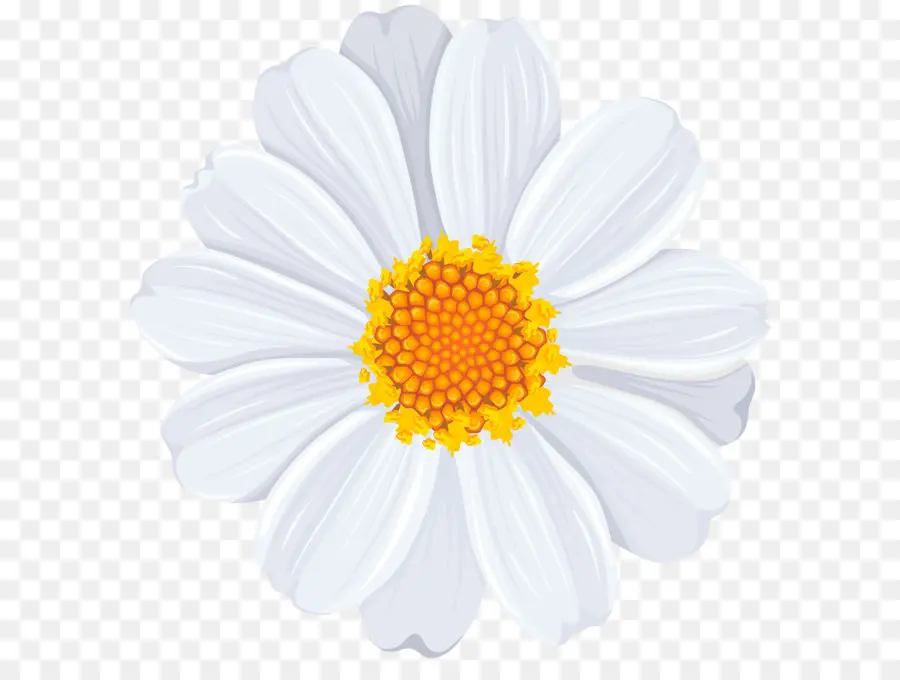 Común Daisy，La Manzanilla PNG