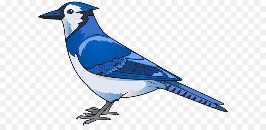 Aves，Azul Jay PNG