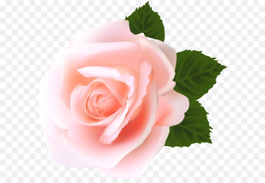 Rosas De Centifolia，Cortar Flores PNG