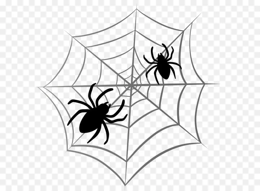 Araña，Spider Web PNG