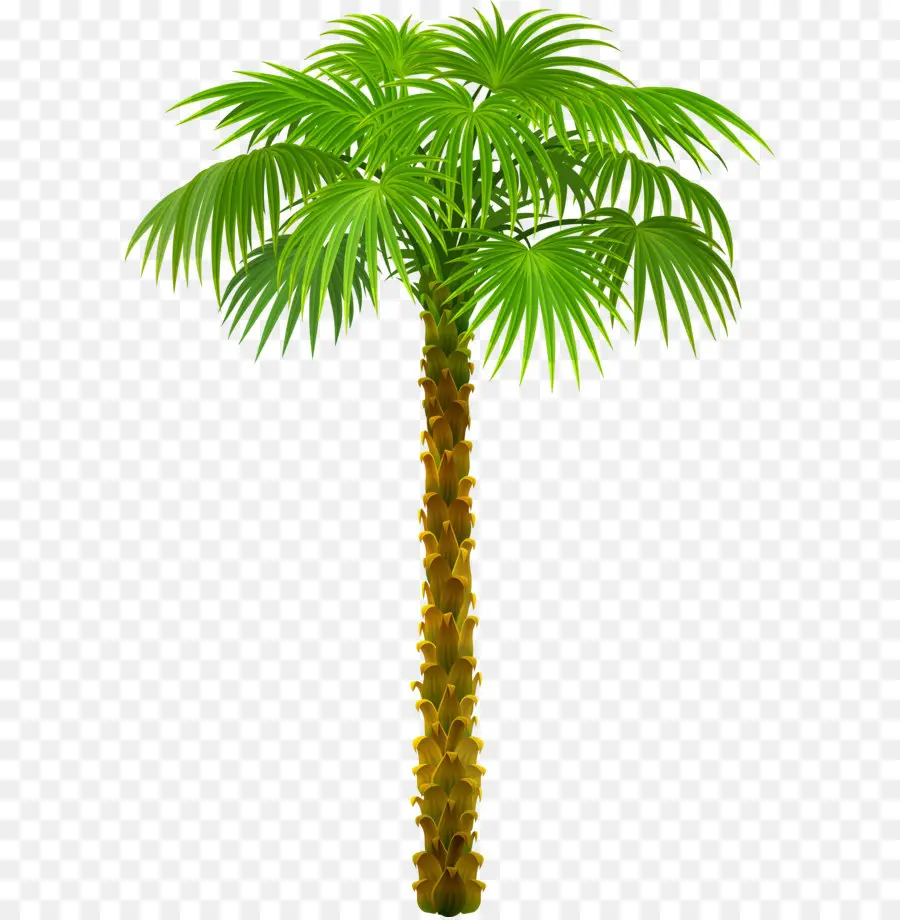 Arecaceae，Árbol PNG