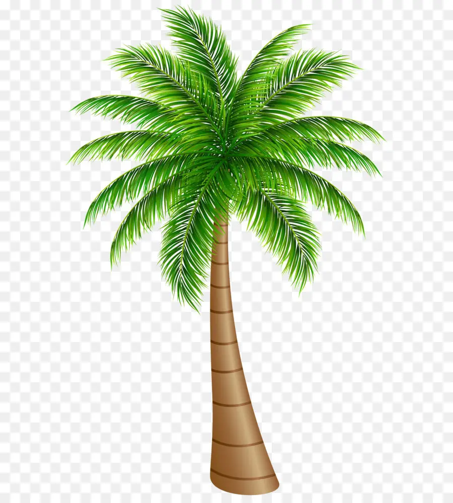 Arecaceae，Coco PNG