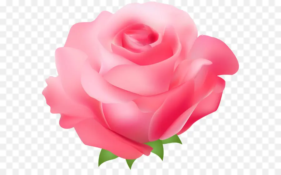 Rosa，Gratis PNG