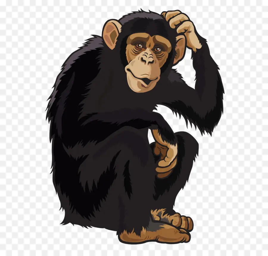 Chimpancé，Mono PNG