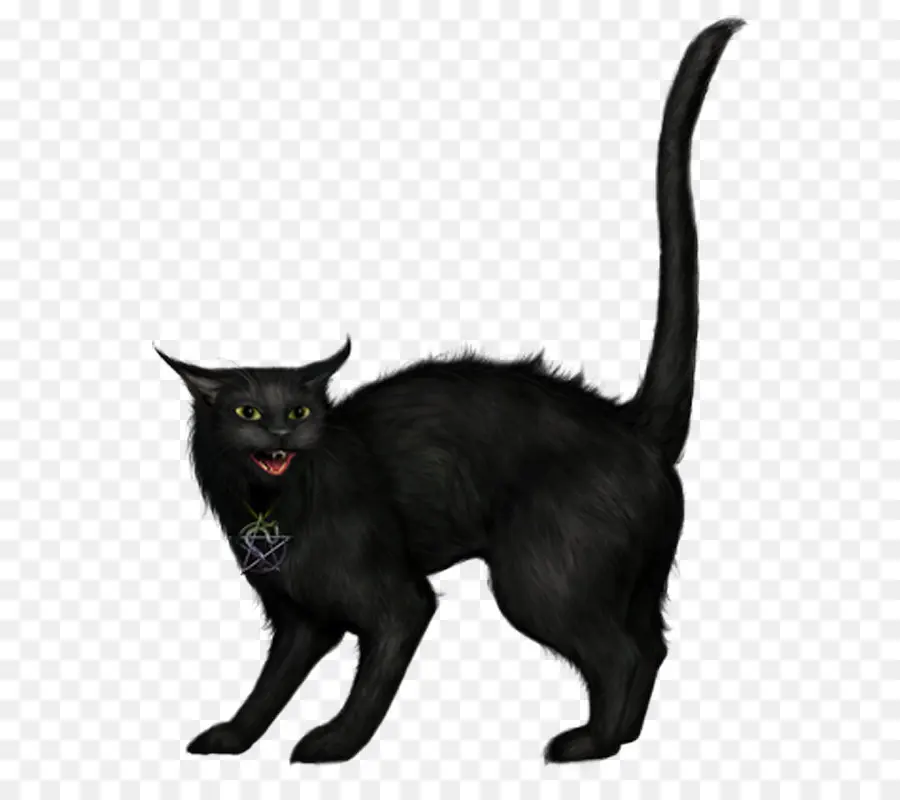 Gato Negro Silbante，Gato PNG