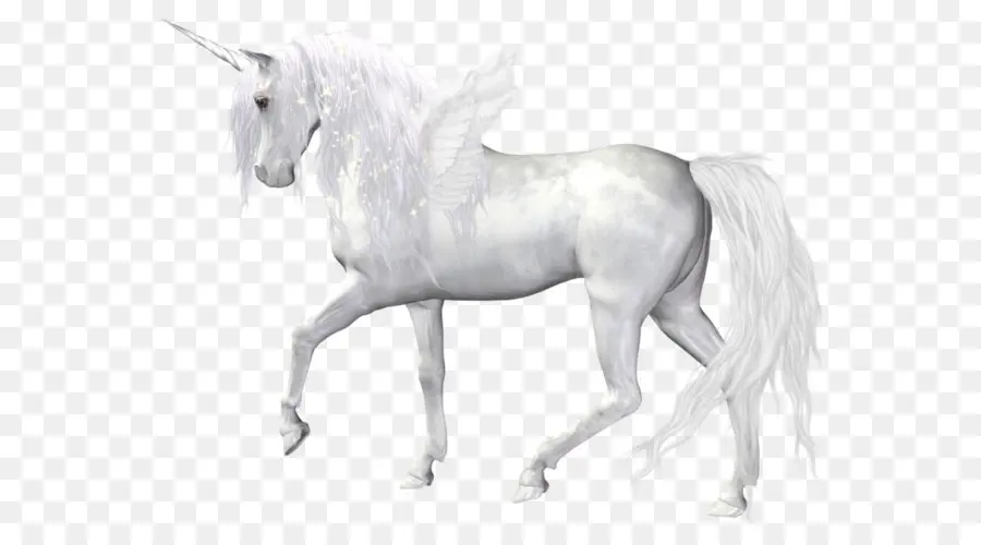 El Negro Unicornio，Caballo PNG