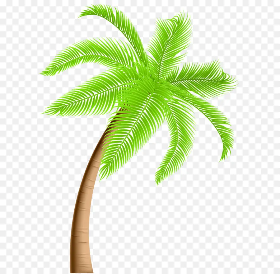 Arecaceae，Árbol PNG