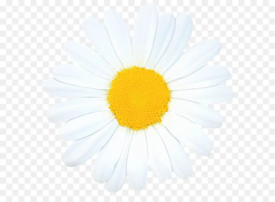 Romano Manzanilla，Speciosa Daisy PNG