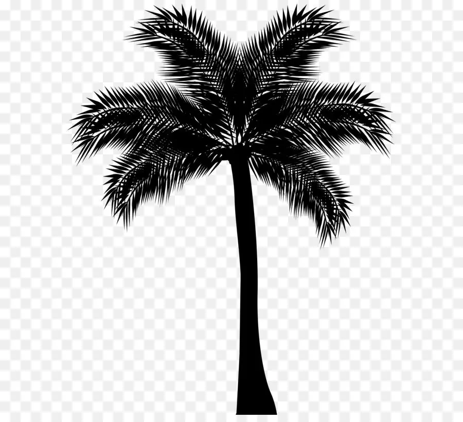 Arecaceae，árbol PNG