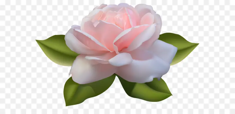 Rosa，De Escritorio Papel Tapiz PNG