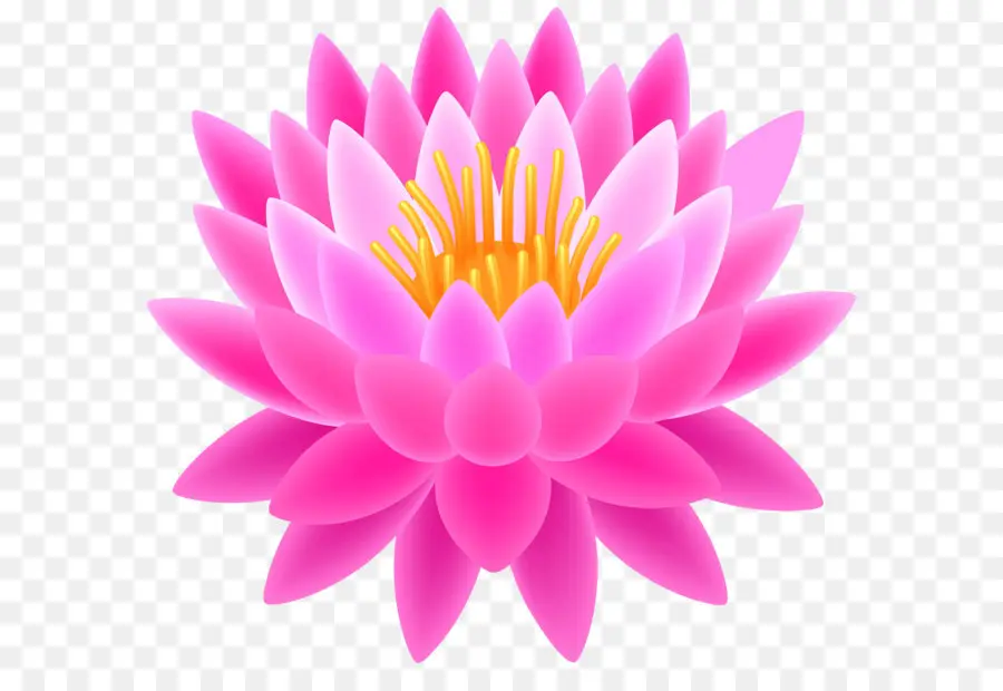 Nelumbo Nucifera，Gratis PNG