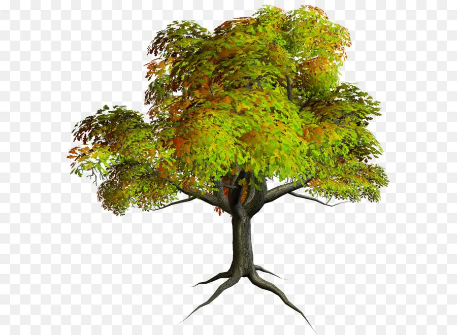 Árbol，Descargar PNG