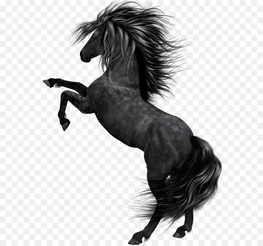 Caballo，Negro PNG