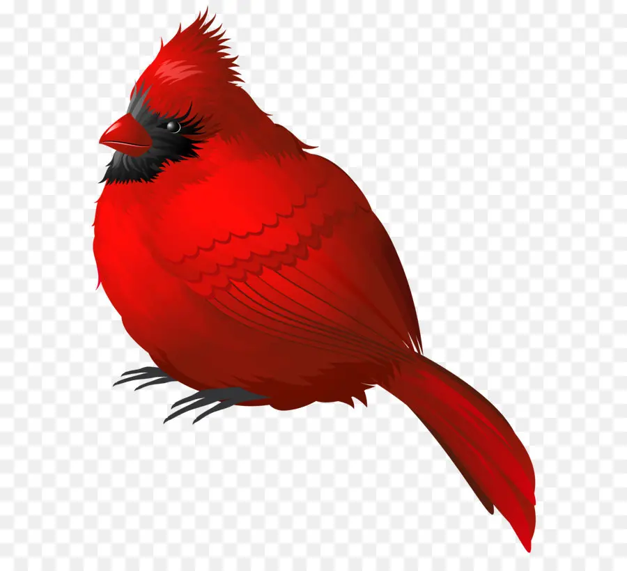 Aves，Songbird PNG