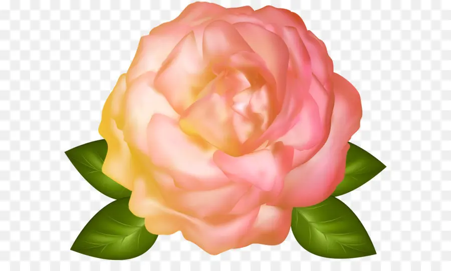 Centifolia Rosas，De Escritorio Papel Tapiz PNG