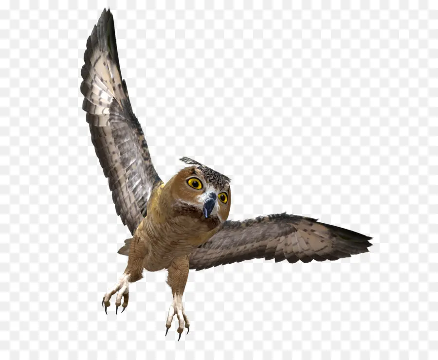 Lechuza，Aves PNG