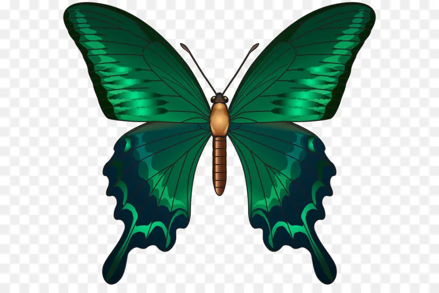 Mariposa，Papilio París PNG