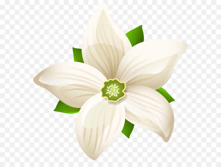 Flor，Blanco PNG