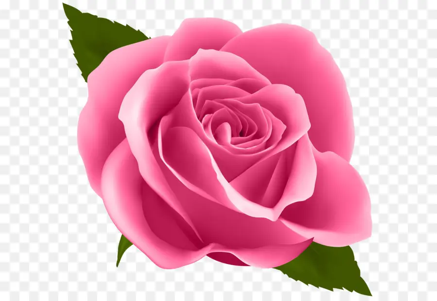 Rosa Rosa，Flor PNG