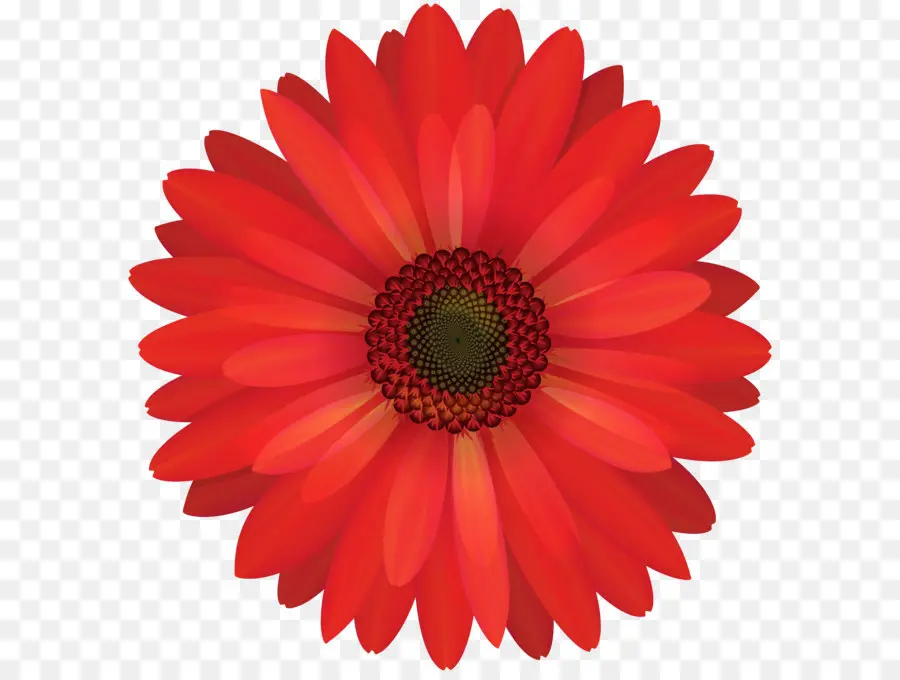 Transvaal Daisy，Flor PNG