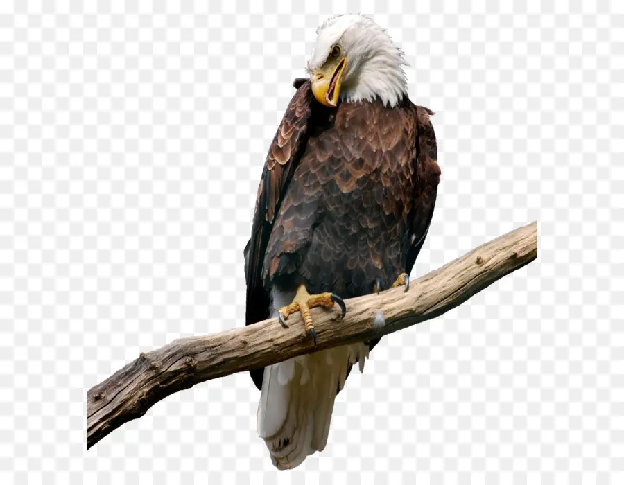 Calvo águila，águila PNG