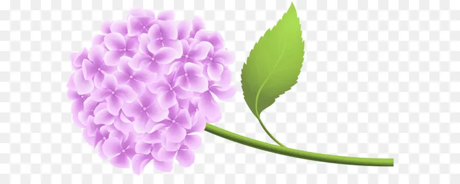 De Escritorio Papel Tapiz，Hortensia PNG