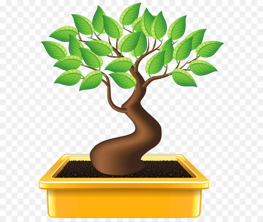 Bonsai，Planta De Interior PNG