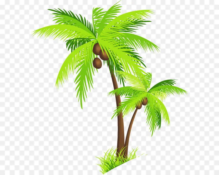 Coco，Arecaceae PNG