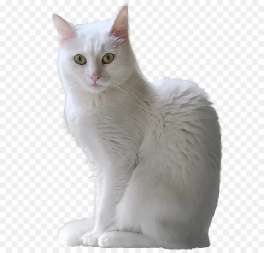 Ragdoll，Turco De Angora PNG