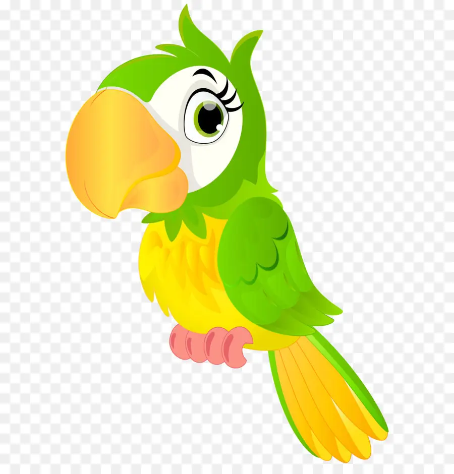 Loro，Aves PNG