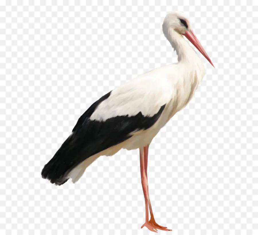 Blanco La Cigüeña，Aves PNG
