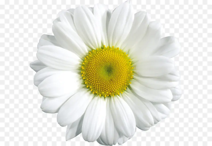 Común Daisy，Flor PNG